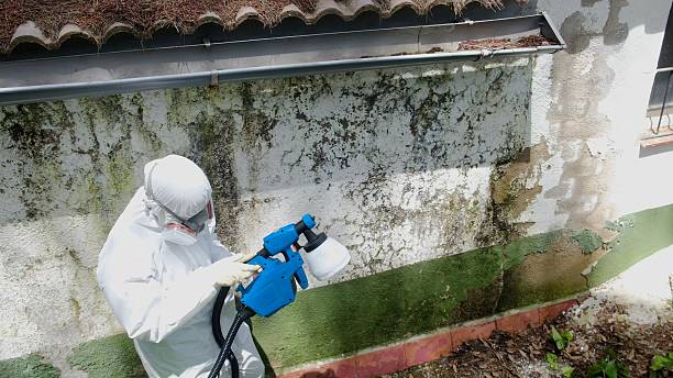 Trusted Attic Mold Removal service in Eaton, CO - Cheap Mold Removal